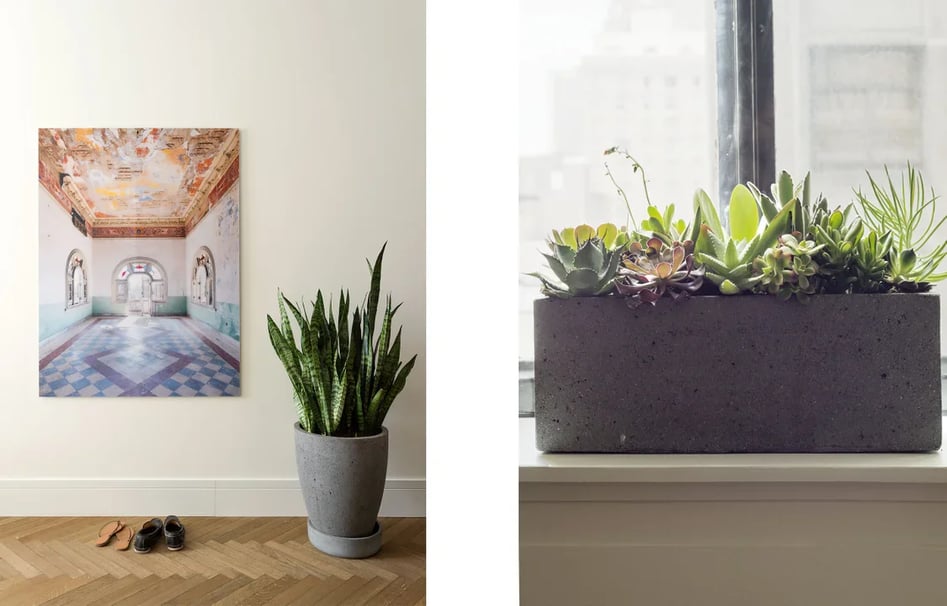 Painting and plants